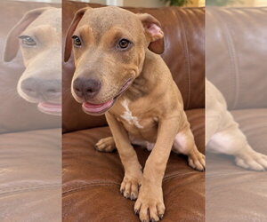 Skittles~meet me! - Male Unknown-Weimaraner Mix Dog for Adoption - Photo #3