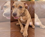 Small Photo #3 Unknown-Weimaraner Mix Puppy For Sale in Southbury, CT, USA