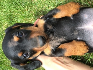 Dachshund Puppy for sale in EPHRATA, WA, USA