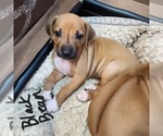 Puppy Black Bean Rhodesian Ridgeback