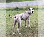 Small #5 Great Dane