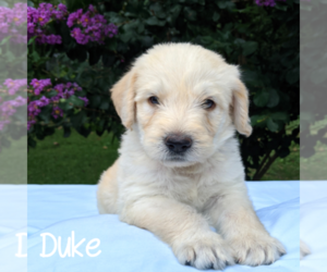 Labradoodle-Poodle (Standard) Mix Puppy for sale in LINDEN, TN, USA
