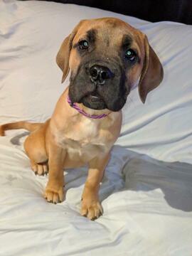 Medium Photo #1 American Mastiff Puppy For Sale in AKRON, OH, USA