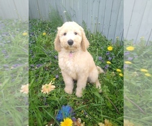 Poodle (Standard) Puppy for sale in NEW LONDON, IA, USA