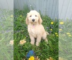 Small Photo #1 Poodle (Standard) Puppy For Sale in NEW LONDON, IA, USA