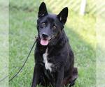 Small #1 Texas Heeler Mix