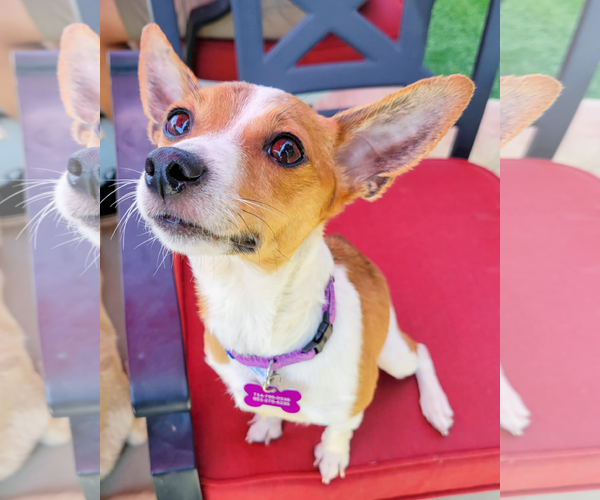 Medium Photo #2 Rat-Cha Puppy For Sale in Corona, CA, USA