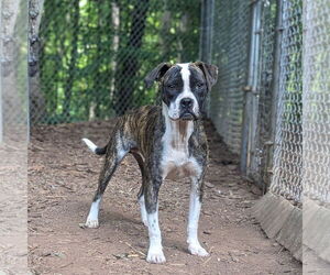 Boxer-Unknown Mix Dogs for adoption in McCormick, SC, USA