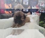 Puppy 3 Australian Shepherd-Samoyed Mix