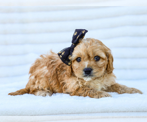 Medium Cavapoo (Miniature)