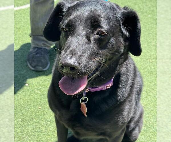 Medium Photo #3 Labrador Retriever-Unknown Mix Puppy For Sale in San Diego, CA, USA