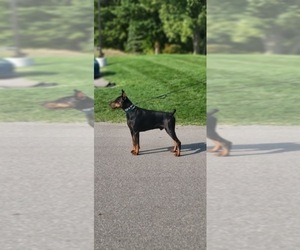 Father of the Doberman Pinscher puppies born on 06/16/2026
