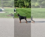 Small Photo #1 Doberman Pinscher Puppy For Sale in MACOMB TOWNSHIP, MI, USA