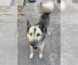 German Shepherd Dog-Huskies Mix Dogs for adoption in San Antonio, TX, USA