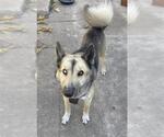 Small German Shepherd Dog-Huskies Mix