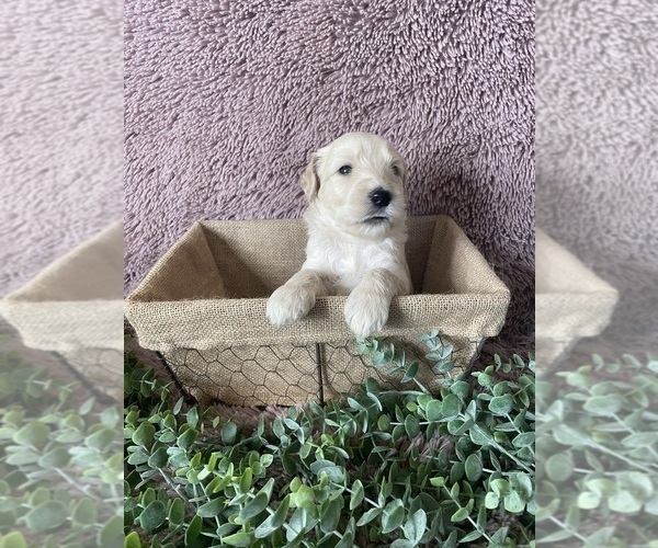 Medium Photo #2 Goldendoodle Puppy For Sale in FLOWERY BRANCH, GA, USA