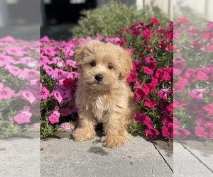 Maltipoo Puppy for sale in CANOGA, NY, USA