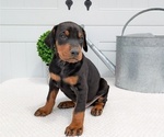 Small Photo #31 Doberman Pinscher Puppy For Sale in GOSHEN, IN, USA