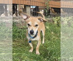Small #1 Chihuahua Mix