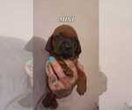 Puppy MINI Redbone Coonhound