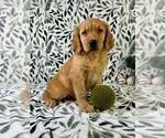 Image preview for Ad Listing. Nickname: George
