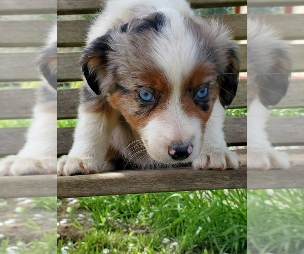 Medium Photo #1 Miniature Australian Shepherd Puppy For Sale in HILLSBORO, OR, USA