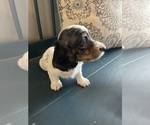 Small Photo #1 Dachshund Puppy For Sale in LOGANVILLE, GA, USA