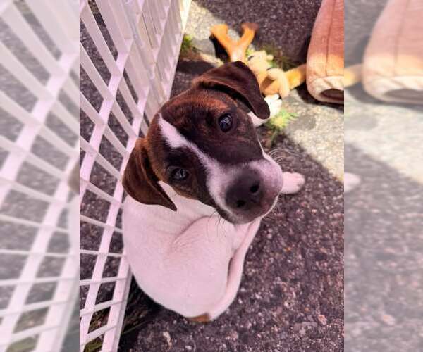 Medium Photo #1 Mutt Puppy For Sale in pomfret, CT, USA