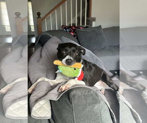 Medium Photo #2 Mutt Puppy For Sale in Derwood, MD, USA