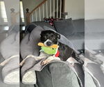 Small #1 Mutt