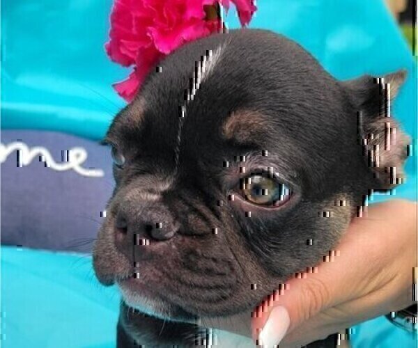 Medium Photo #1 French Bulldog Puppy For Sale in ORLANDO, FL, USA