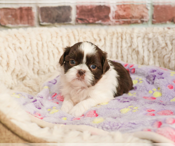 Medium Photo #3 Shih Tzu Puppy For Sale in SYRACUSE, IN, USA