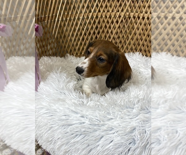 Medium Photo #5 Dachshund Puppy For Sale in CANOGA, NY, USA