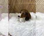 Small Photo #5 Dachshund Puppy For Sale in CANOGA, NY, USA