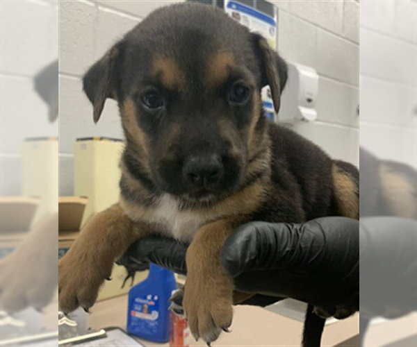 Medium Photo #1 German Shepherd Dog-Unknown Mix Puppy For Sale in Corpus Christi, TX, USA