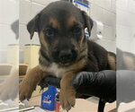 Small German Shepherd Dog Mix
