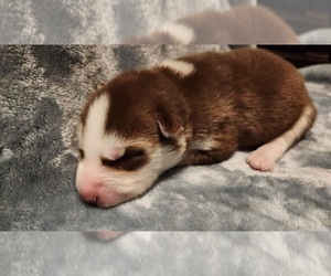 Siberian Husky Puppy for sale in ALPENA, MI, USA