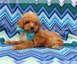 Small Photo #5 Poodle (Toy) Puppy For Sale in KINZERS, PA, USA