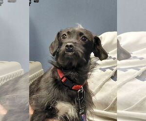 Mutt Dogs for adoption in South Bend, IN, USA