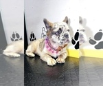 Small Photo #45 French Bulldog Puppy For Sale in TULSA, OK, USA