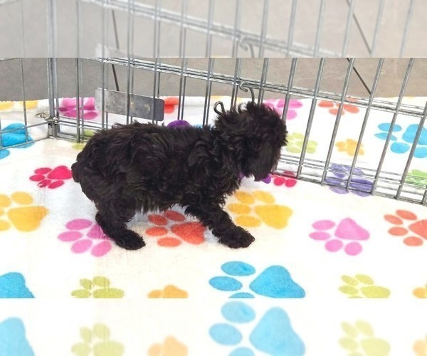 Medium Photo #6 Cockapoo (Toy)-Poodle (Toy) Mix Puppy For Sale in ORO VALLEY, AZ, USA