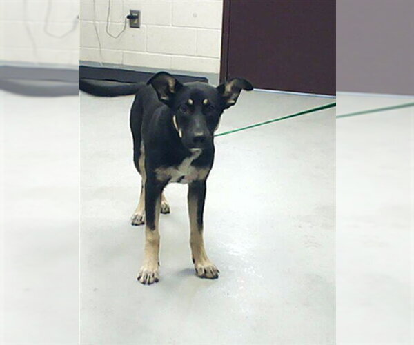 Medium Photo #1 German Shepherd Dog Puppy For Sale in Fayetteville, NC, USA
