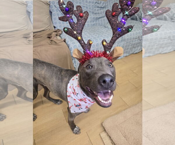 Medium Photo #6 Mutt Puppy For Sale in Rockaway, NJ, USA