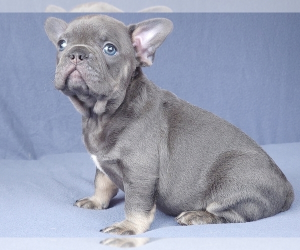Medium Photo #10 French Bulldog Puppy For Sale in BOSTON, MA, USA