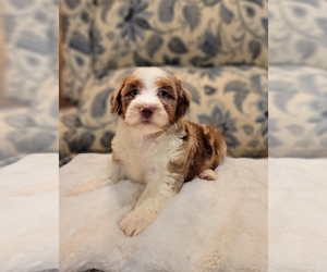 Aussiedoodle Miniature Puppy for sale in SALEM, MO, USA