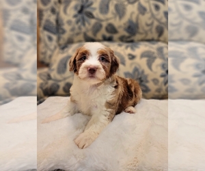 Aussiedoodle Miniature  Puppy for sale in SALEM, MO, USA