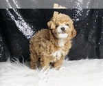 Small #4 Poodle (Toy)