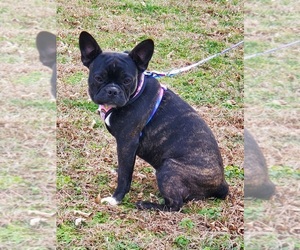 French Bulldog Puppy for sale in DONGOLA, IL, USA