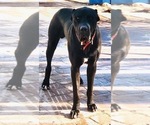 Small Photo #9 Cane Corso-Irish Wolfhound Mix Puppy For Sale in MESA, AZ, USA