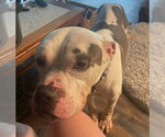 Small #1 Mutt